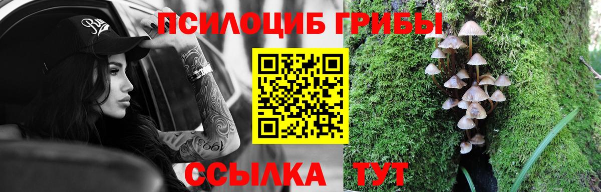 Псилоцибиновые грибы мицелий  Вход с VPN  Камышлов  Галлюциногенные грибы Psilocybe 